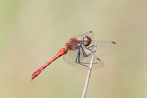 Sympetrum sanguineum (Libellulidae)  - Sympétrum sanguin, Sympétrum rouge sang - Ruddy Darter Aisne [France] 28/07/2013 - 70m