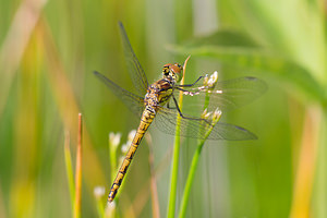 Sympetrum striolatum Sympétrum fascié Common Darter