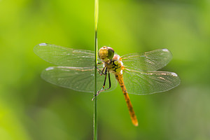 Sympetrum striolatum (Libellulidae)  - Sympétrum fascié - Common Darter Nord [France] 21/07/2013 - 20m