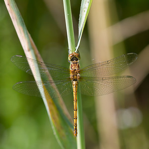 Sympetrum striolatum (Libellulidae)  - Sympétrum fascié - Common Darter Nord [France] 21/07/2013 - 20m