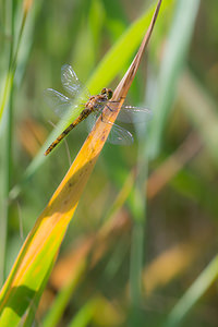 Sympetrum striolatum (Libellulidae)  - Sympétrum fascié - Common Darter Nord [France] 21/07/2013 - 20m