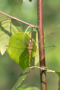 Sympetrum striolatum (Libellulidae)  - Sympétrum fascié - Common Darter Aisne [France] 28/07/2013 - 70m