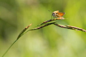 Thymelicus lineola (Hesperiidae)  - Hespérie du Dactyle, Hespérie europénne (au Canada), Ligné, Hespérie orangée - Essex Skipper Meuse [France] 27/07/2013 - 330m