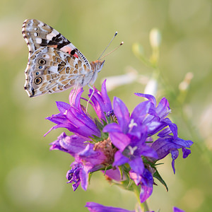 Vanessa cardui (Nymphalidae)  - Vanesse des Chardons, Belle-Dame, Vanesse de L'Artichaut, Vanesse du Chardon, Nymphe des Chardons - Painted Lady Meuse [France] 26/07/2013 - 340m