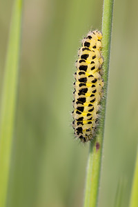 Zygaena filipendulae (Zygaenidae)  - Zygène du Pied-de-Poule, Zygène des Lotiers, Zygène de la Filipendule - Six-spot Burnet Nord [France] 14/07/2013