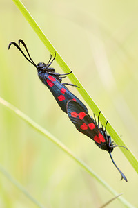 Zygaena filipendulae (Zygaenidae)  - Zygène du Pied-de-Poule, Zygène des Lotiers, Zygène de la Filipendule - Six-spot Burnet Aisne [France] 28/07/2013 - 120m