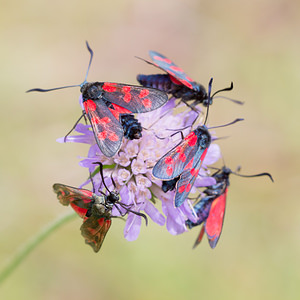 Zygaena filipendulae (Zygaenidae)  - Zygène du Pied-de-Poule, Zygène des Lotiers, Zygène de la Filipendule - Six-spot Burnet Aisne [France] 28/07/2013 - 90m