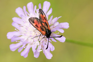 Zygaena loti (Zygaenidae)  - Zygène du Lotier, la Zygène du Fer-à-Cheval, Zygène de la Faucille, Zygène de lHippocrepis - Slender Scotch Burnet Aisne [France] 28/07/2013 - 90m