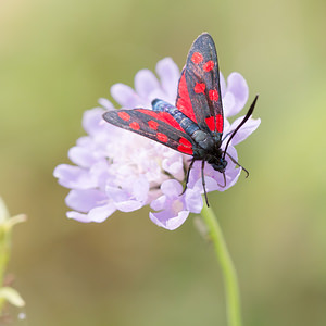 Zygaena transalpina hippocrepidis (Zygaenidae)  - Zygène de lHippocrépide Meuse [France] 26/07/2013 - 340m