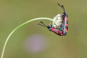 Zygaena transalpina hippocrepidis (Zygaenidae)  - Zygène de lHippocrépide Meuse [France] 26/07/2013 - 340m