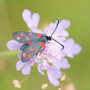 Zygaena transalpina hippocrepidis (Zygaenidae)  - Zygène de lHippocrépide Meuse [France] 26/07/2013 - 350m