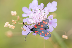 Zygaena transalpina hippocrepidis (Zygaenidae)  - Zygène de lHippocrépide Meuse [France] 26/07/2013 - 350m