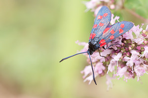 Zygaena transalpina hippocrepidis (Zygaenidae)  - Zygène de lHippocrépide Aisne [France] 28/07/2013 - 110m