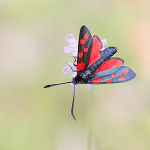 Zygaena transalpina hippocrepidis (Zygaenidae)  - Zygène de lHippocrépide Aisne [France] 28/07/2013 - 100m