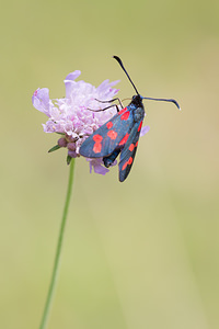 Zygaena transalpina hippocrepidis (Zygaenidae)  - Zygène de lHippocrépide Aisne [France] 28/07/2013 - 110m