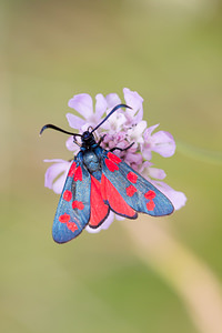 Zygaena transalpina hippocrepidis (Zygaenidae)  - Zygène de lHippocrépide Aisne [France] 28/07/2013 - 110m