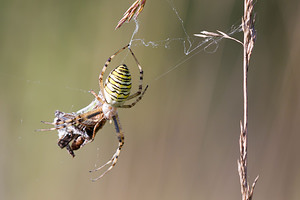 Argiope bruennichi (Araneidae)  - Épeire frelon - Wasp Spider Turnhout [Belgique] 15/08/2013 - 30m