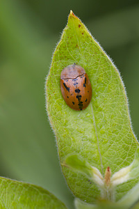 Cassida murraea (Chrysomelidae)  - Fleabane Tortoise Beetle Hal-Vilvorde [Belgique] 23/08/2013 - 20m