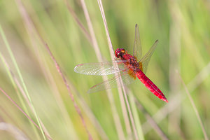 Crocothemis erythraea (Libellulidae)  - Crocothémis écarlate - Scarlet Dragonfly Turnhout [Belgique] 15/08/2013 - 30m