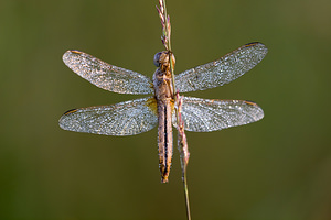 Crocothemis erythraea (Libellulidae)  - Crocothémis écarlate - Scarlet Dragonfly Turnhout [Belgique] 16/08/2013 - 30m