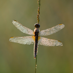 Crocothemis erythraea (Libellulidae)  - Crocothémis écarlate - Scarlet Dragonfly Turnhout [Belgique] 16/08/2013 - 30m