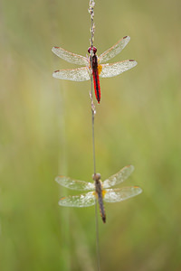 Crocothemis erythraea (Libellulidae)  - Crocothémis écarlate - Scarlet Dragonfly Turnhout [Belgique] 16/08/2013 - 30m