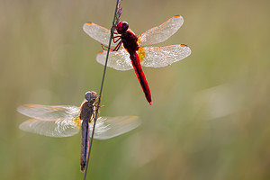 Crocothemis erythraea (Libellulidae)  - Crocothémis écarlate - Scarlet Dragonfly Turnhout [Belgique] 16/08/2013 - 30m