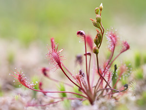 Drosera intermedia (Droseraceae)  - Rossolis intermédiaire, Droséra intermédiaire - Oblong-leaved Sundew  [Pays-Bas] 17/08/2013 - 20m