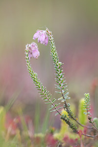 Erica tetralix (Ericaceae)  - Bruyère à quatre angles, Bruyère quaternée, Bruyère des marais - Cross-leaved Heath  [Pays-Bas] 17/08/2013 - 20m