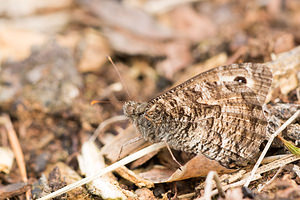 Hipparchia semele (Nymphalidae)  - Agreste - Grayling [butterfly] Anvers [Belgique] 17/08/2013 - 20m