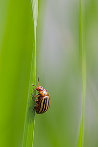 Leptinotarsa decemlineata (Chrysomelidae)  - Doryphore - Colorado Beetle Turnhout [Belgique] 15/08/2013 - 30m
