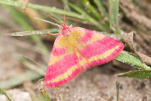 Lythria cruentaria (Geometridae)  - Ensanglantée de l'Oseille Anvers [Belgique] 17/08/2013 - 20m