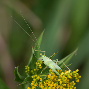 Meconema meridionale (Tettigoniidae)  - Méconème fragile Turnhout [Belgique] 15/08/2013 - 30m