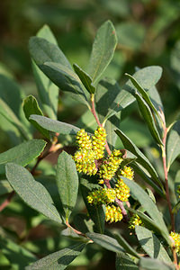 Myrica gale (Myricaceae)  - Myrique baumier, Piment royal, Bois-sent-bon, Piment aquatique - Bog-myrtle Maaseik [Belgique] 16/08/2013 - 30m