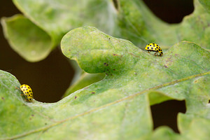 Psyllobora vigintiduopunctata (Coccinellidae)  - Coccinelle à 22 points - 22-spot Ladybird Maaseik [Belgique] 16/08/2013 - 30m