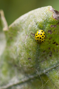 Psyllobora vigintiduopunctata (Coccinellidae)  - Coccinelle à 22 points - 22-spot Ladybird Maaseik [Belgique] 16/08/2013 - 30m