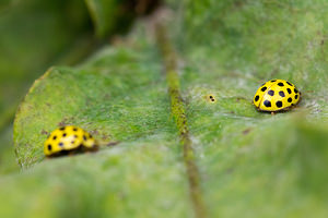 Psyllobora vigintiduopunctata (Coccinellidae)  - Coccinelle à 22 points - 22-spot Ladybird Maaseik [Belgique] 16/08/2013 - 30m