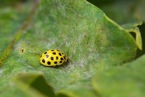 Psyllobora vigintiduopunctata (Coccinellidae)  - Coccinelle à 22 points - 22-spot Ladybird Maaseik [Belgique] 16/08/2013 - 30m