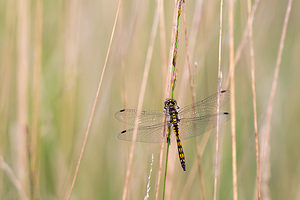 Sympetrum danae (Libellulidae)  - Sympétrum noir - Black Darter Anvers [Belgique] 17/08/2013 - 20m