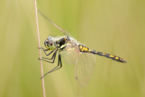 Sympetrum danae (Libellulidae)  - Sympétrum noir - Black Darter Anvers [Belgique] 17/08/2013 - 20m