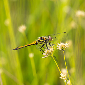 Sympetrum danae (Libellulidae)  - Sympétrum noir - Black Darter Anvers [Belgique] 17/08/2013 - 20m