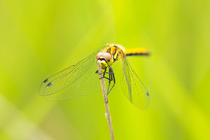 Sympetrum danae (Libellulidae)  - Sympétrum noir - Black Darter Anvers [Belgique] 17/08/2013 - 20m