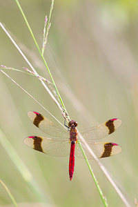 Sympetrum pedemontanum (Libellulidae)  - Sympétrum du Piémont - Banded Darter Turnhout [Belgique] 15/08/2013 - 30m