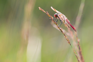 Sympetrum pedemontanum (Libellulidae)  - Sympétrum du Piémont - Banded Darter Turnhout [Belgique] 15/08/2013 - 30m