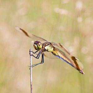 Sympetrum pedemontanum (Libellulidae)  - Sympétrum du Piémont - Banded Darter Maaseik [Belgique] 16/08/2013 - 30m