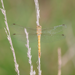 Sympetrum striolatum (Libellulidae)  - Sympétrum fascié - Common Darter Turnhout [Belgique] 15/08/2013 - 30m