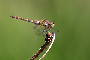 Sympetrum striolatum (Libellulidae)  - Sympétrum fascié - Common Darter Maaseik [Belgique] 16/08/2013 - 30m