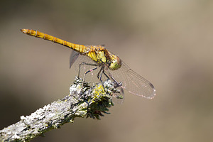 Sympetrum vulgatum (Libellulidae)  - Sympétrum vulgaire - Vagrant Darter Maaseik [Belgique] 16/08/2013 - 30m