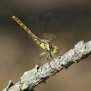 Sympetrum vulgatum (Libellulidae)  - Sympétrum vulgaire - Vagrant Darter Maaseik [Belgique] 16/08/2013 - 30m