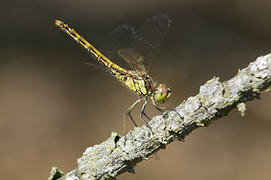 Sympetrum vulgatum (Libellulidae)  - Sympétrum vulgaire - Vagrant Darter Maaseik [Belgique] 16/08/2013 - 30m